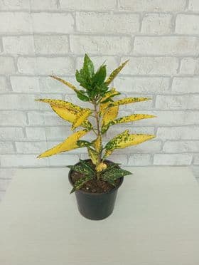 CROTON HIBRIDO 